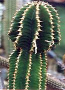 Euphorbia abyssinica